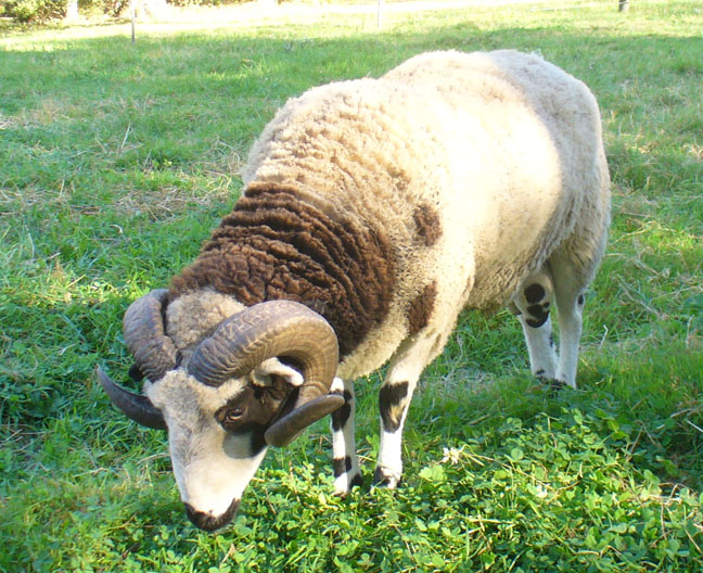 Barking Rock Farm - Sheep Flock